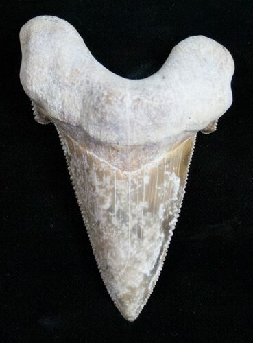 Killer Auriculatus Tooth - Dakhla, Morocco #11419